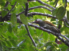 Colaptes auricularis