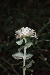 Pimelea nivea