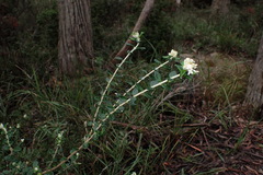 Pimelea nivea