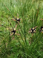 Juncus jacquinii