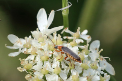 Cantharis lateralis
