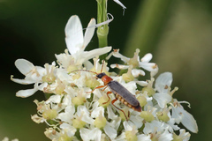 Cantharis lateralis