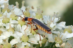 Cantharis lateralis