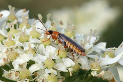 Cantharis lateralis