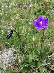 Campanula scheuchzeri