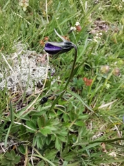 Campanula scheuchzeri