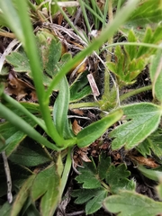 Campanula scheuchzeri