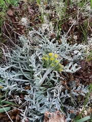Jacobaea incana