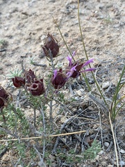 Thymus moroderi