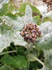 Adenostyles leucophylla