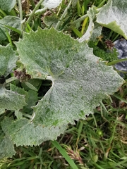 Adenostyles leucophylla