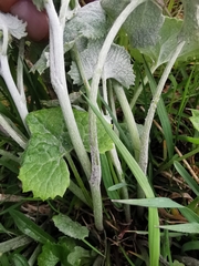 Adenostyles leucophylla