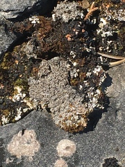 Bryoplaca sinapisperma