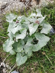 Adenostyles leucophylla