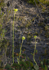 Glischrocaryon aureum