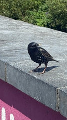 Sturnus vulgaris