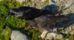 Sturnus unicolor