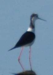 Himantopus himantopus
