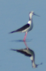 Himantopus himantopus