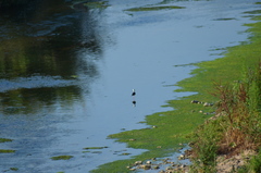 Himantopus himantopus