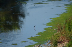 Himantopus himantopus