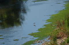 Himantopus himantopus