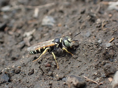 Philanthus ventilabris