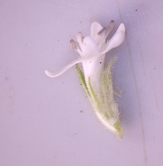 Phyllopodium elegans