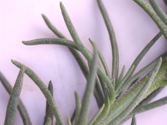 Phyllopodium elegans