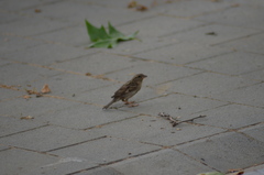 Passer domesticus