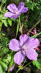 Geranium atlanticum