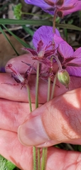 Geranium atlanticum