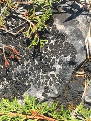 Lathagrium undulatum