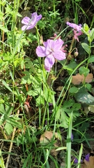 Geranium atlanticum