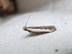 Dichomeris serrativittella
