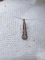 Dichomeris serrativittella