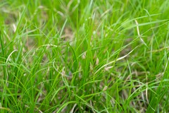 Carex pediformis macroura