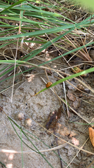 Coccinella septempunctata