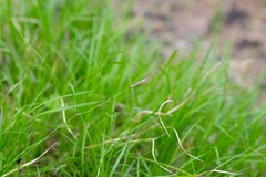 Carex pediformis macroura