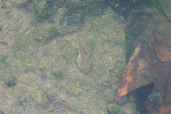 Pelophylax plancyi