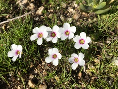 Oxalis pusilla