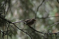 Passer domesticus