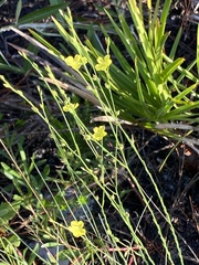 Linum floridanum
