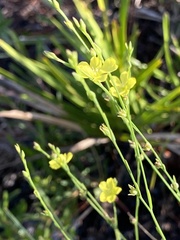 Linum floridanum