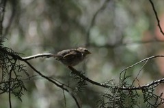 Passer domesticus