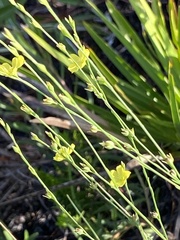 Linum floridanum