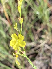 Linum floridanum