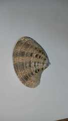 Protapes gallus