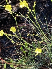 Linum floridanum
