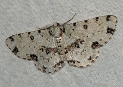 Ophthalmitis herbidaria